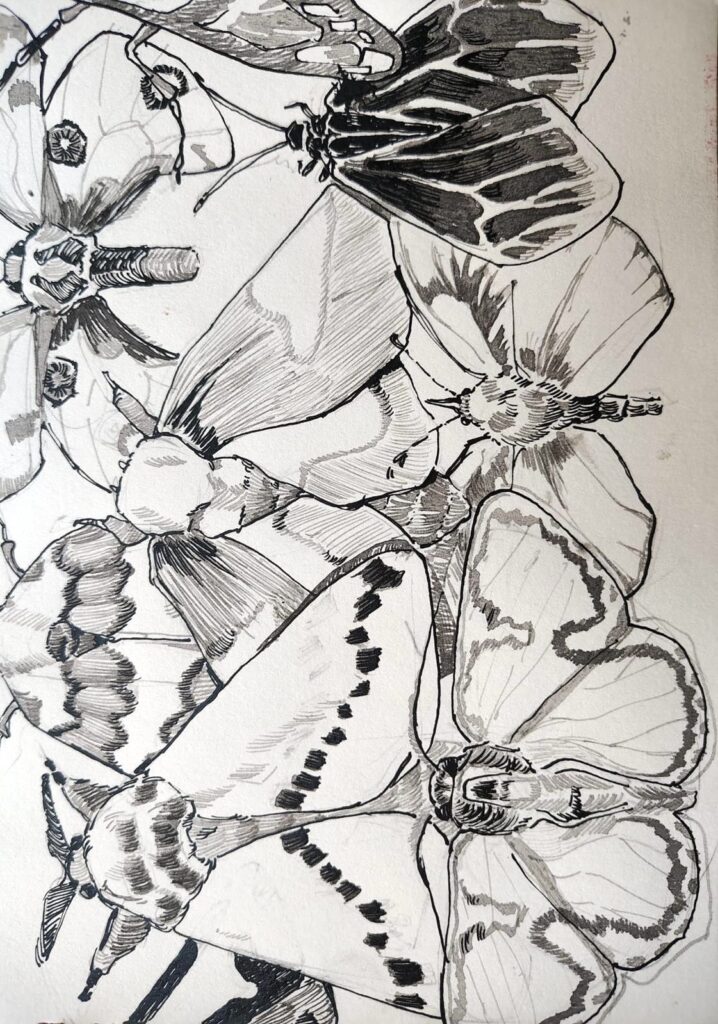 Tonke_Janssen_ Oostindische inkt op papier_13x19cm