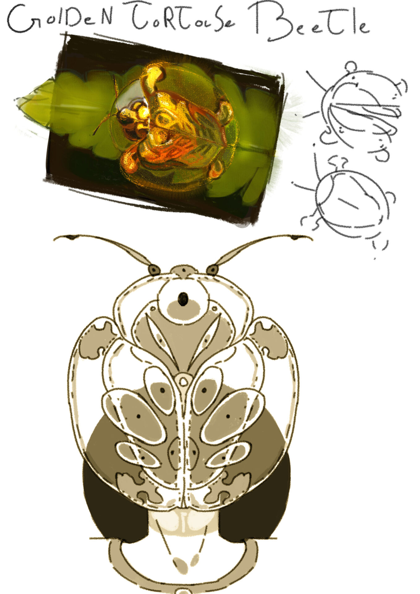 Tonke-Janssen-Golden-tortoise-beetle-pagina-scaled