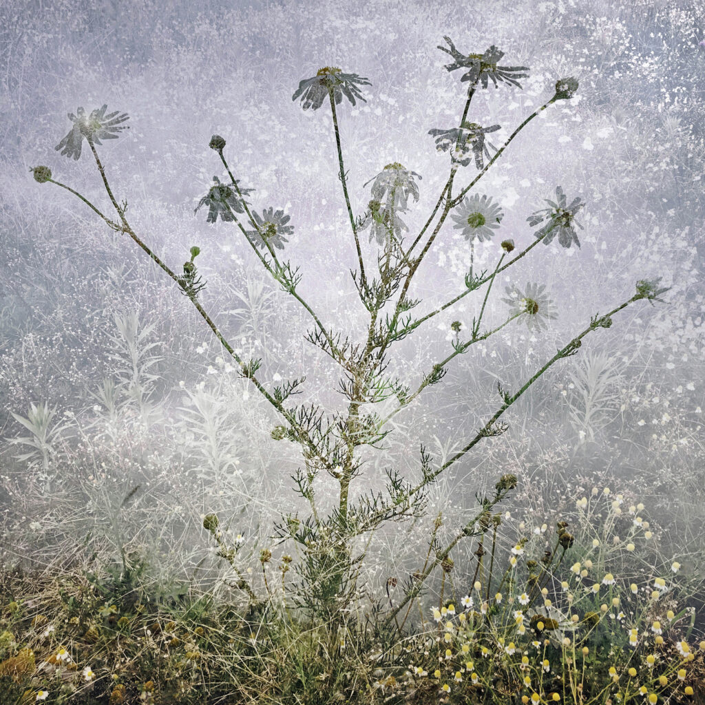 Monique Tjallema - 'Matricaria Chamomilla' - mixed media afdruk - dubbele belichting in de camera - 50 x 50 cm